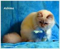 /album/fotogaleria%3a-ashima-de-catali%c2%b4s/ashimasnowyglove9meses-10-jpg1/